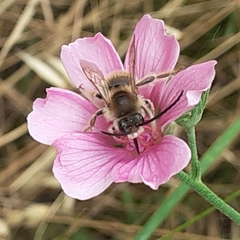 Eucera