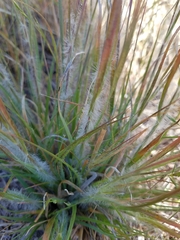 Danthonia unispicata