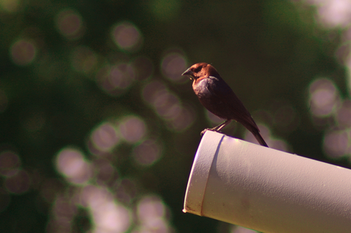 Brown-headed Cowbird photographed in Iowa