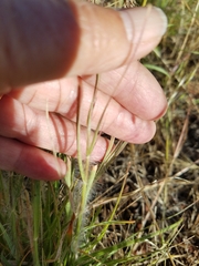 Danthonia unispicata