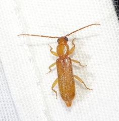 Smodicum cucujiforme