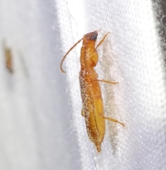 Smodicum cucujiforme