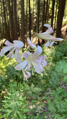 Lilium washingtonianum