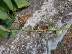 Hedera helix