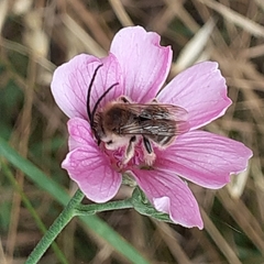 Eucera
