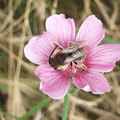 Eucera