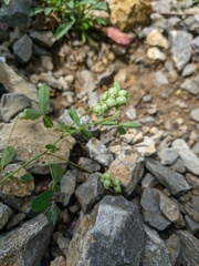 Melilotus neapolitanus