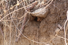 Orthogeomys grandis