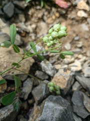 Melilotus neapolitanus
