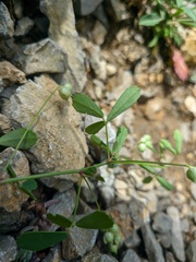 Melilotus neapolitanus