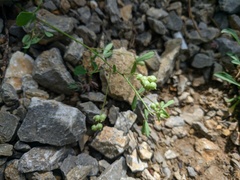 Melilotus neapolitanus