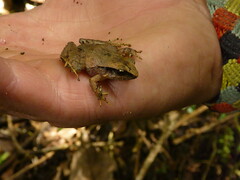 Craugastor podiciferus