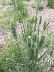 Phalaris canariensis