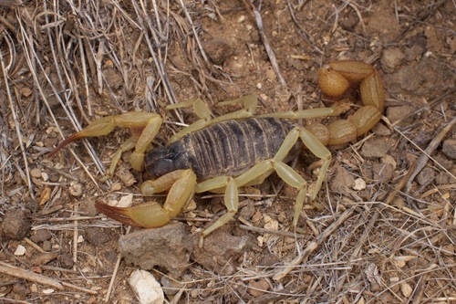 Black Hairy Scorpion