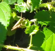 Chorthippus dorsatus