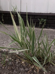 Phalaris arundinacea picta