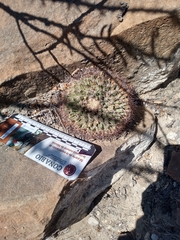 Mammillaria heyderi