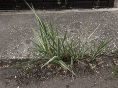 Phalaris arundinacea picta