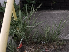 Phalaris arundinacea picta