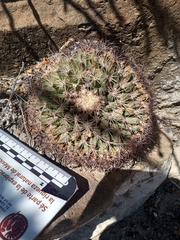 Mammillaria heyderi