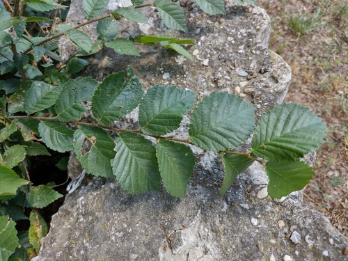 brest (Ulmus)