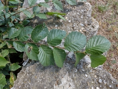 Magnoliopsida
