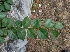 Magnoliopsida