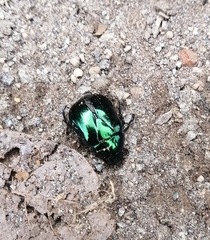 Macraspis rufonitida