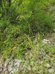 Piptatherum holciforme