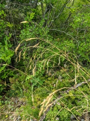 Piptatherum holciforme