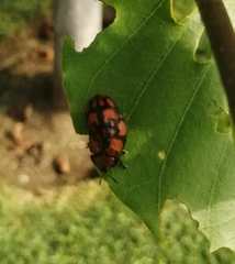 Ogdoecosta biannularis