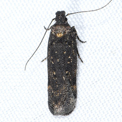 Chionodes dammersi