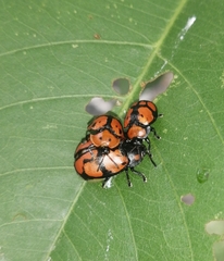 Ogdoecosta biannularis