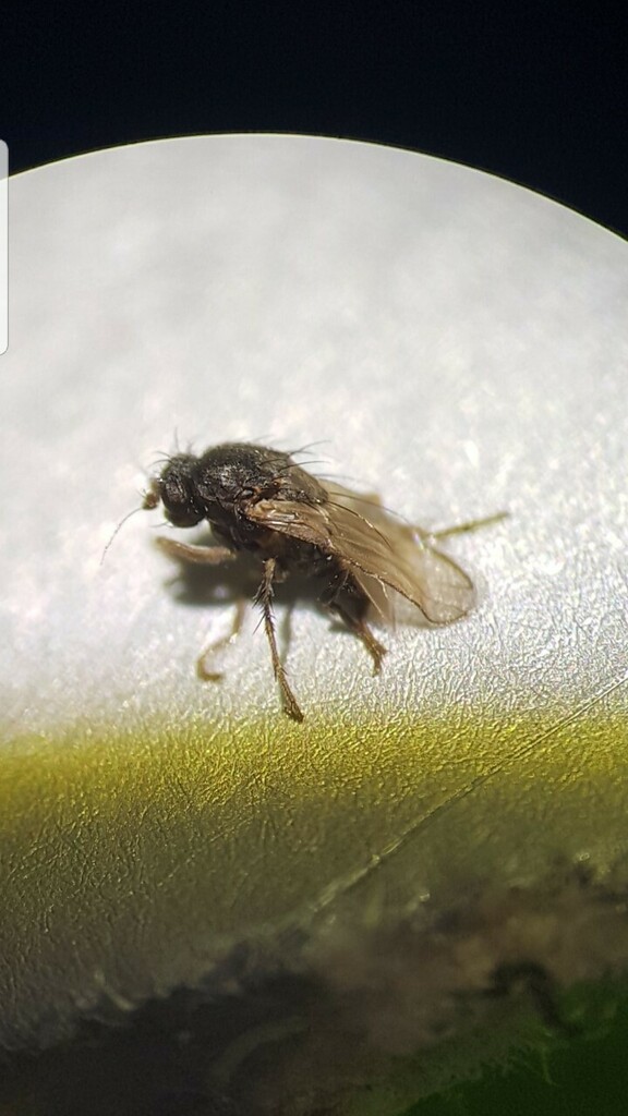 Spelobia luteilabris