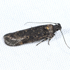 Chionodes dammersi