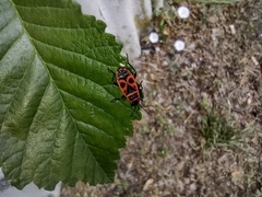 Pyrrhocoris apterus