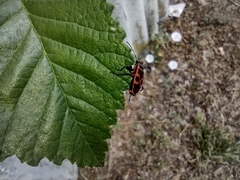Pyrrhocoris apterus
