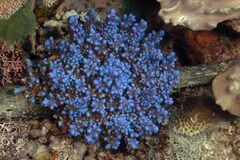 Phyllodiscus semoni