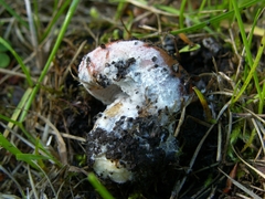 Hypomyces ochraceus