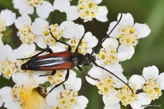 Stenurella bifasciata
