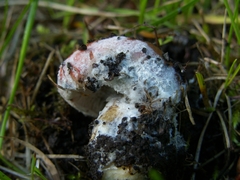 Hypomyces ochraceus