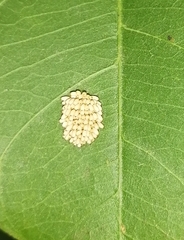 Ogdoecosta biannularis