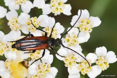Stenurella bifasciata