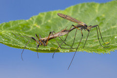 Prionolabis rufibasis