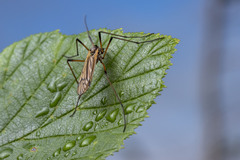 Prionolabis rufibasis