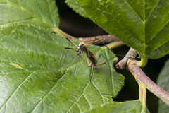 Prionolabis rufibasis