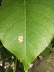 Ogdoecosta biannularis