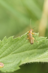 Metacantharis discoidea