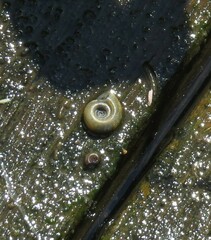 Planorbini