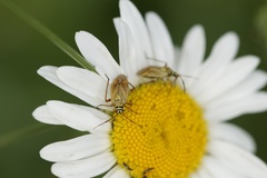 Brachycoleus pilicornis